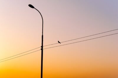 A lone street light with power lines and a bird, with a sunset behind it.