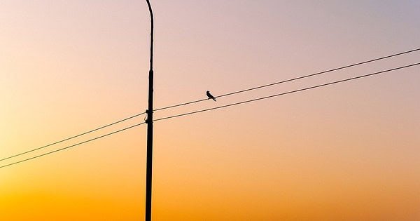 A lone street light with power lines and a bird, with a sunset behind it.