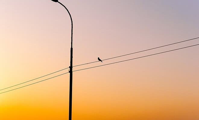 A lone street light with power lines and a bird, with a sunset behind it.