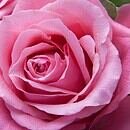 A close-up shot of the swirling petals of a vibrant pink rose
