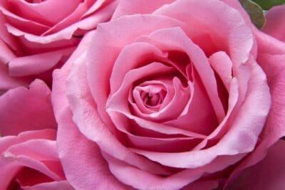 A close-up shot of the swirling petals of a vibrant pink rose