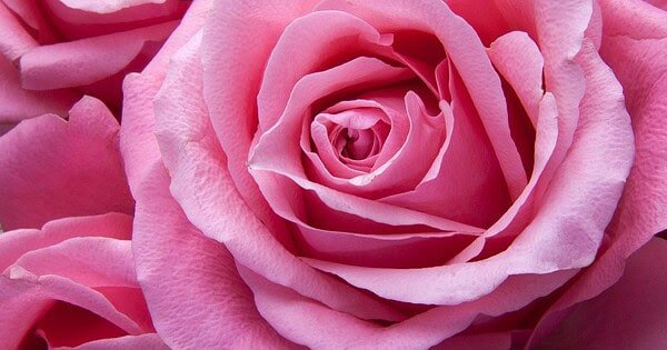 A close-up shot of the swirling petals of a vibrant pink rose