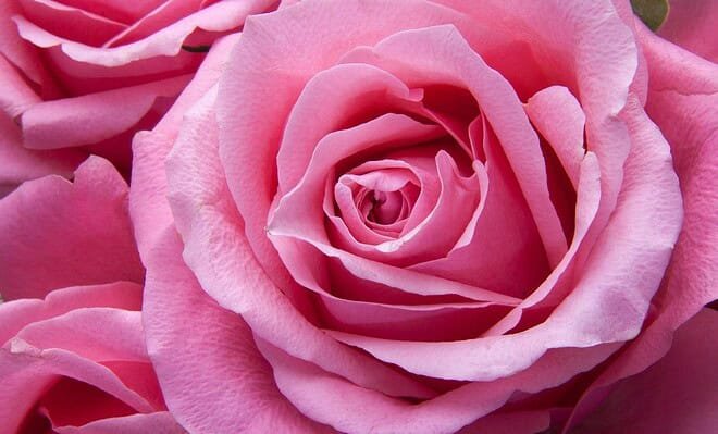 A close-up shot of the swirling petals of a vibrant pink rose