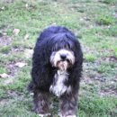 A shaggy, black and white dog on a green lawn