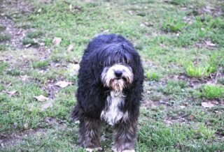 A shaggy, black and white dog on a green lawn