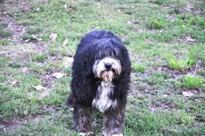 A shaggy, black and white dog on a green lawn