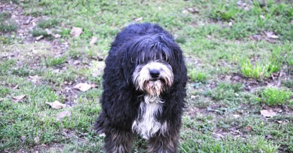 A shaggy, black and white dog on a green lawn