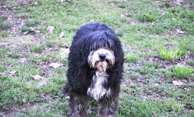 A shaggy, black and white dog on a green lawn