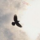 The image is of black bird flying toward the sun.