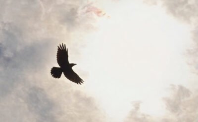 The image is of black bird flying toward the sun.