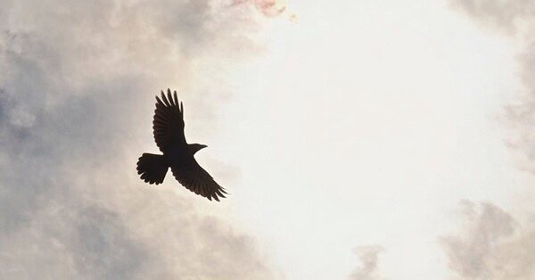 The image is of black bird flying toward the sun.