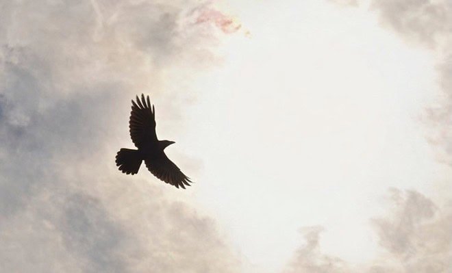 The image is of black bird flying toward the sun.