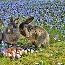 Three fluffy Easter bunnies sit in a field of flowers with eggs