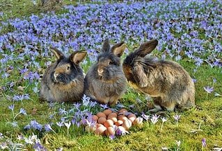 Three fluffy Easter bunnies sit in a field of flowers with eggs