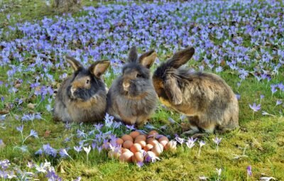 Three fluffy Easter bunnies sit in a field of flowers with eggs