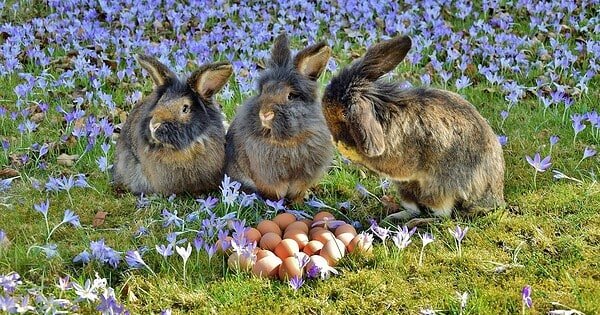 Three fluffy Easter bunnies sit in a field of flowers with eggs