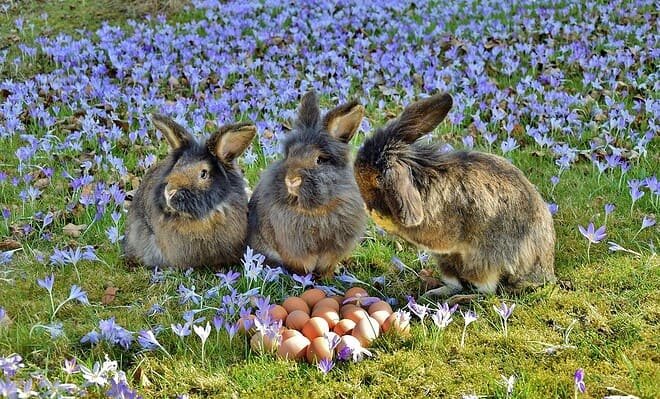 Three fluffy Easter bunnies sit in a field of flowers with eggs