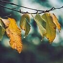 yellow leaves hanging on a thin branch with a blurry background