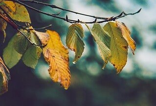 yellow leaves hanging on a thin branch with a blurry background