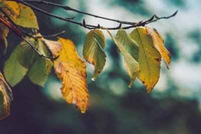 yellow leaves hanging on a thin branch with a blurry background