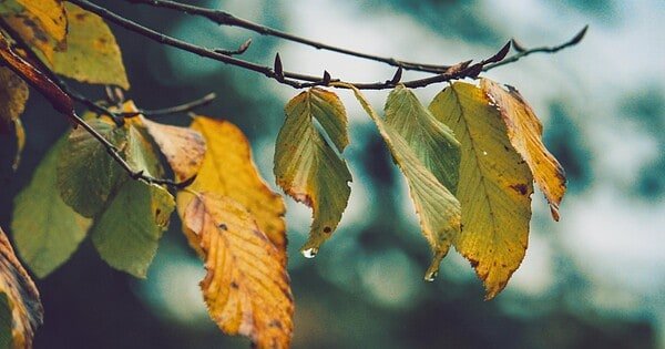 yellow leaves hanging on a thin branch with a blurry background