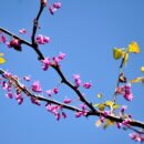 A blossoming redbud tree against a bright blue sky