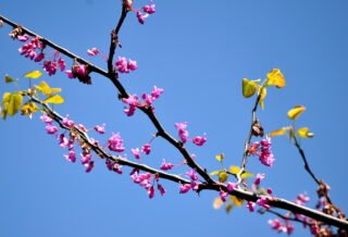 A blossoming redbud tree against a bright blue sky