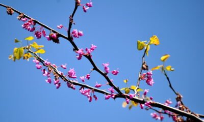 A blossoming redbud tree against a bright blue sky