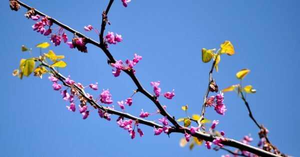 A blossoming redbud tree against a bright blue sky