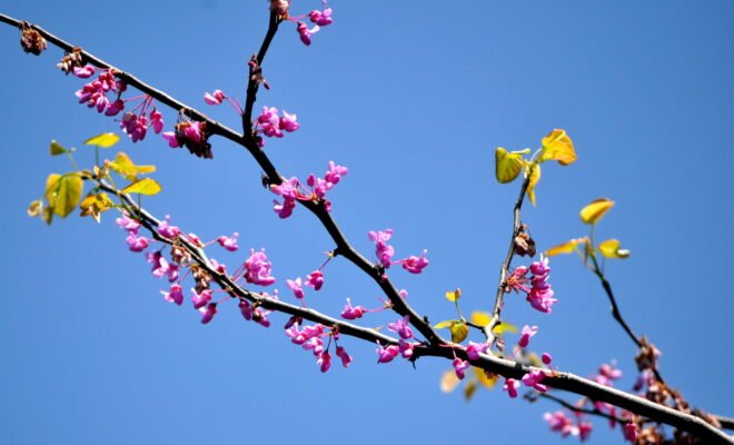A blossoming redbud tree against a bright blue sky