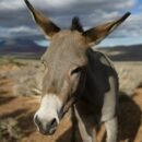 The soft grey face of a donkey, his ears splayed in annoyance, with the desert and sage brush behind him