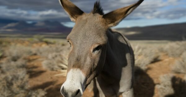 The soft grey face of a donkey, his ears splayed in annoyance, with the desert and sage brush behind him