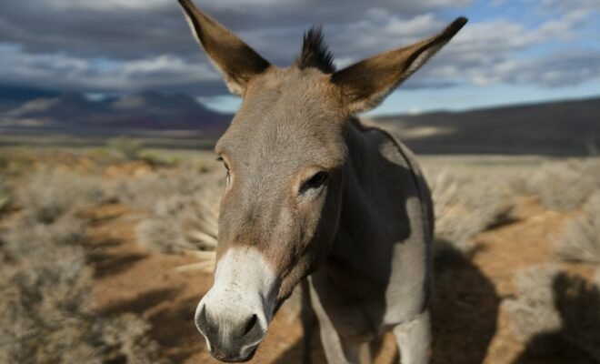 The soft grey face of a donkey, his ears splayed in annoyance, with the desert and sage brush behind him