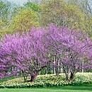 blooming red bud trees with daffodils underneath