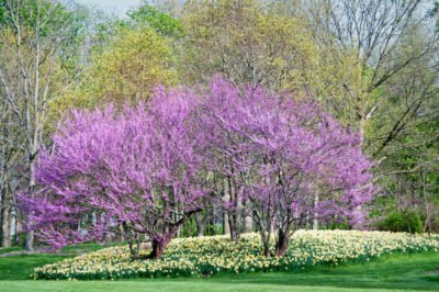 blooming red bud trees with daffodils underneath