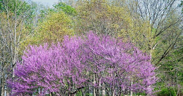 blooming red bud trees with daffodils underneath