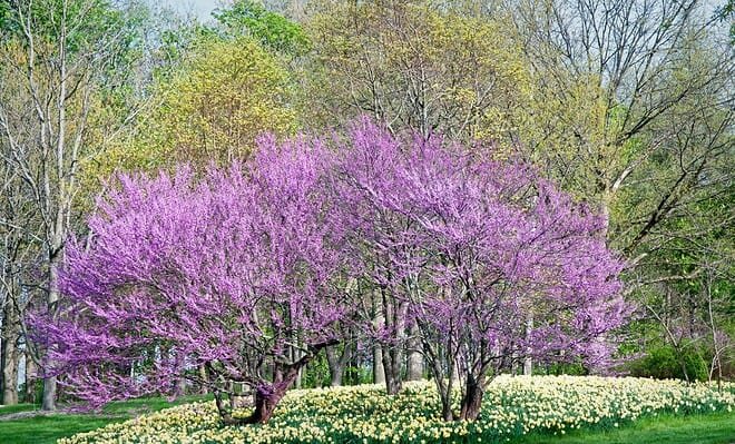 blooming red bud trees with daffodils underneath