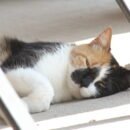 A calico cat laying on a porch in a patch of sunlight.
