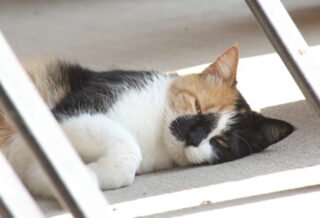A calico cat laying on a porch in a patch of sunlight.