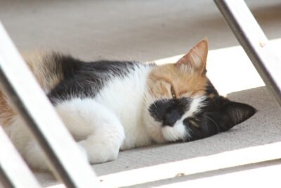 A calico cat laying on a porch in a patch of sunlight.