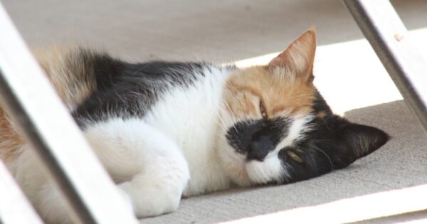 A calico cat laying on a porch in a patch of sunlight.