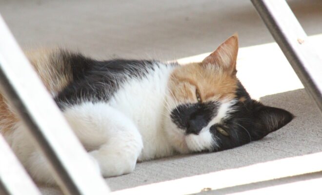A calico cat laying on a porch in a patch of sunlight.
