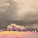 Pink flowers and trees with pink blossoms under a dark overcast sky.