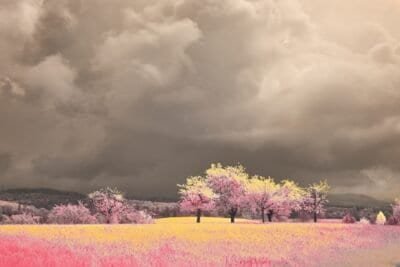 Pink flowers and trees with pink blossoms under a dark overcast sky.