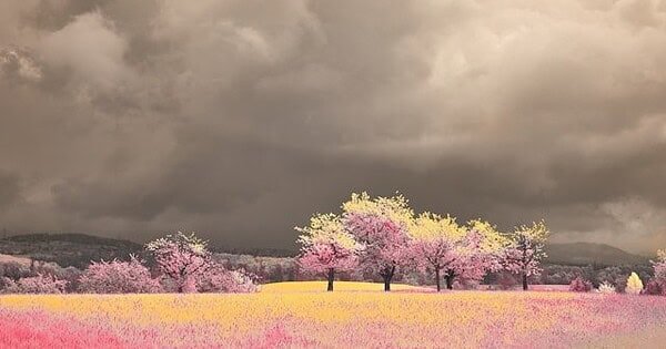 Pink flowers and trees with pink blossoms under a dark overcast sky.