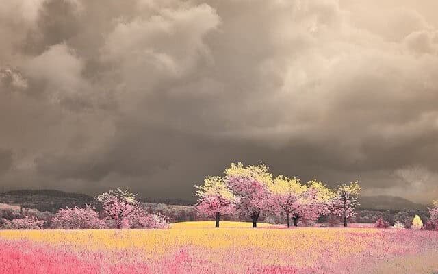 Pink flowers and trees with pink blossoms under a dark overcast sky.