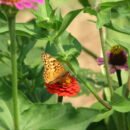 A brown butterfly on a red flower surrounded by greenery