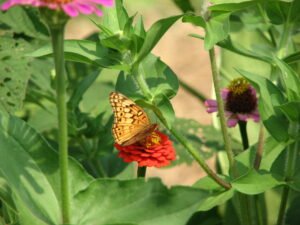 A brown butterfly on a red flower surrounded by greenery
