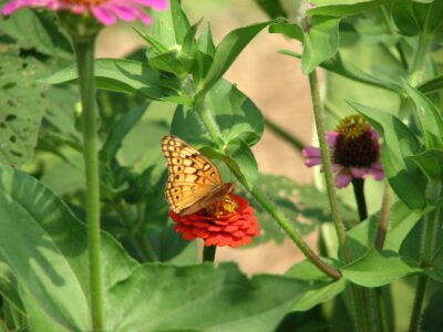 A brown butterfly on a red flower surrounded by greenery