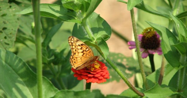A brown butterfly on a red flower surrounded by greenery
